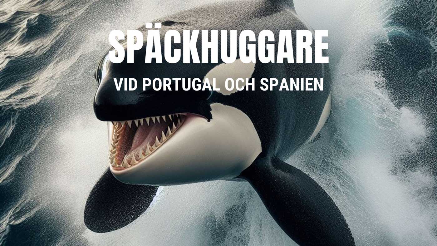 Spackhuggare-Spanien Spackhuggare-Spanien